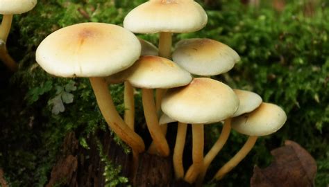 How To Identify Poisonous Mushrooms Sciencing