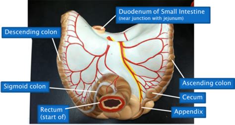 Large Intestine Posterior View Of Appendix Cecum Colon And Rectum