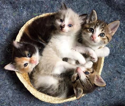 Basket Full Of Happy Kittens Aww