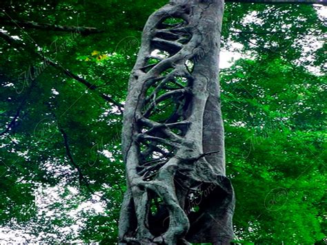 El Matapalo O Higuerón Estrangulador Ficus Pertusa Mundoforestal