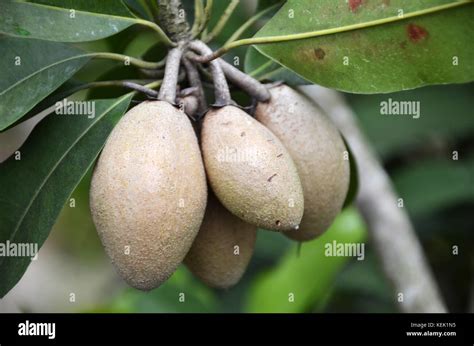 Chiku Fruits On The Tree Chiku Also Known As Sapodilla Stock Photo Alamy