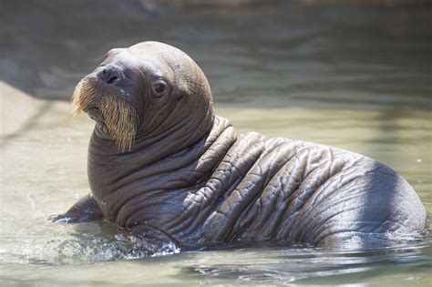 Seaworld Orlando Welcomes Its First Baby Walrus Born In Captivity Blogs