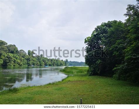 Singapore Central Catchment Nature Reserve Called Stock Photo