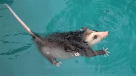 Can You Identify These Land Animals While Theyre Swimming Howstuffworks