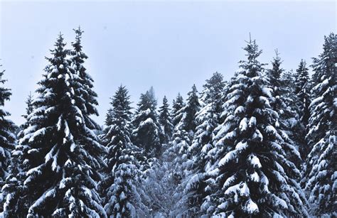 Snow Covered Pine Trees Pictures Photos And Images For Facebook