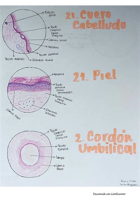 Solution L Minas Histol Gicas Dibujo Studypool