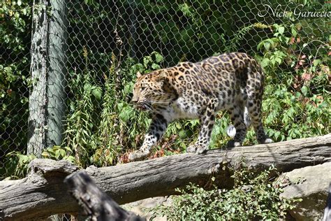 Amur Leopard Pittsburgh Zoo And Ppg Aquarium Pittsburgh Zoo Amur