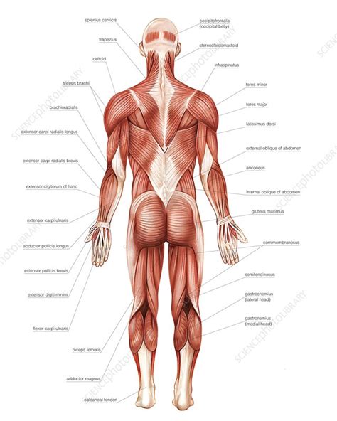 Anatomy Of Male Muscular System Posterior And Anterior View Full Body