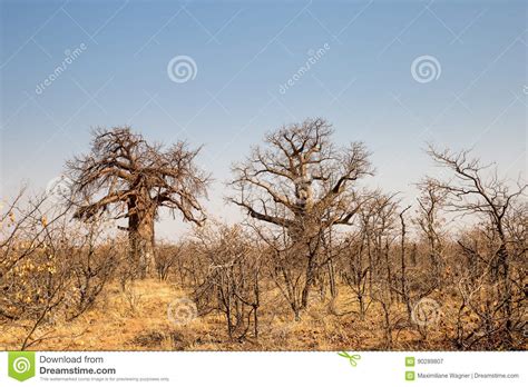 Two Big Baobab Trees In Desert Landscape Of Mapungubwe National Park