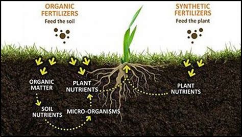 Organic Matter In Soil The Garden