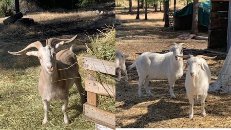 Does Cashmere Hurt Goats Cruel Harvesting Claim Explored As Viral Peta