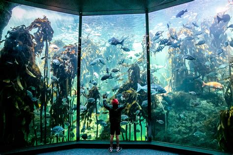 Two Oceans Aquarium Celebrates 25 Years Vanda Waterfront