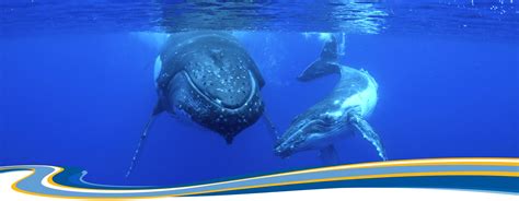 Whale Shark Humpback Whale Eco Tour Call 61 8 9949 1764