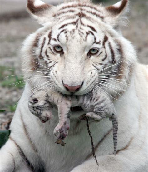 Pictures Of Baby Tigers White Tiger Holding Baby Tiger