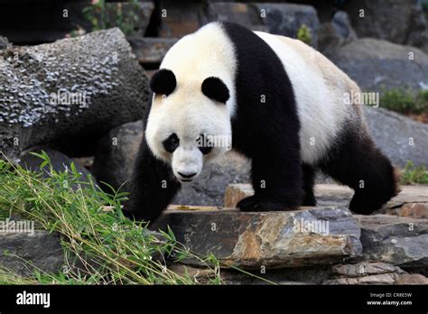 Giant Panda Ailuropoda Melanoleuca Adult Adelaide Zoo Adelaide