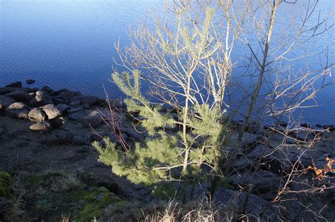 Entlang des stausees wandern wir hinab zur staumauer, die über einen holzsteg überquert werden über einen waldweg gelangen wir zum schloß ottenstein. Wandern rund um den Stausee Ottenstein - Krems