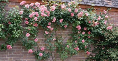 Di lahan dan juga di dalam pot. (VIDEO) Cara Tanam Ros Memanjat Yang Menjadi - IMPIANA