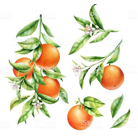 Oranges On A Branch Set Isolated Watercolor Illustrartion Of Citrus