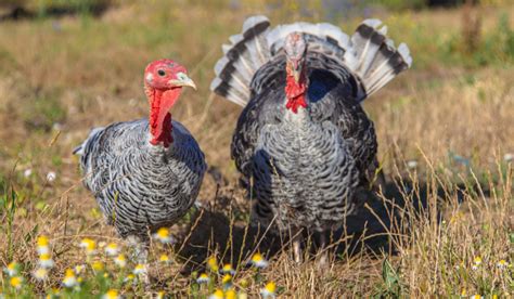 What Fruits Can Turkeys Eat Farmhouse Guide