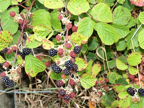 Raw Edible Plants Blackberry Rubus Fruticosus