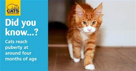 And your emotions might feel stronger and more puberty doesn't happen all at once — it comes in stages and takes many years. What happens to cats during puberty? : Meow! Blog | Cats ...