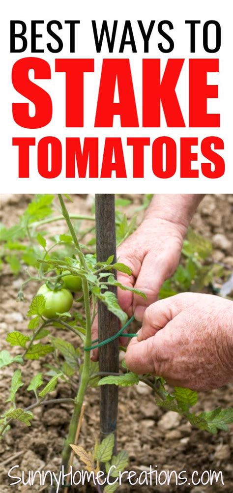 Best Ways To Stake Tomatoes Artofit