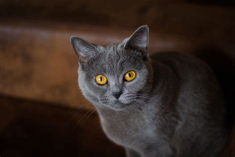 Gray Cat With Golden Eyes By Jarosław Szuszkiewicz Photo 300065839