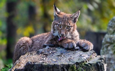 Fond Décran Animaux La Nature Faune Léchage Lynx Chat Sauvage