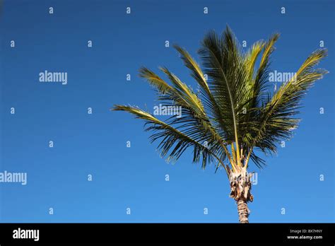 Tropical Palm Tree Stock Photo Alamy
