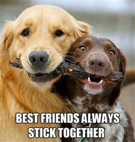 Funny Animals Funny Dogs Funny Dog Pictures Dog Best Friend