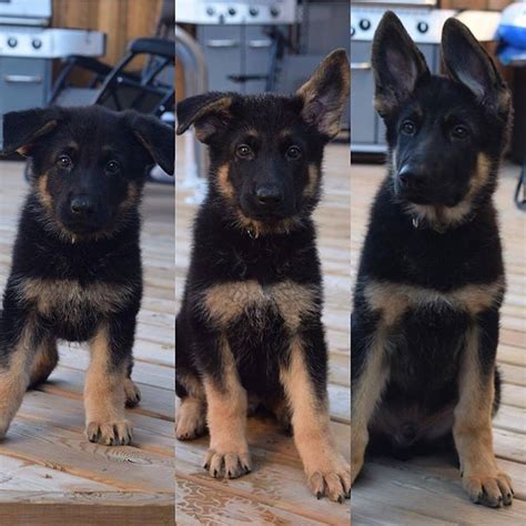 The Most Adorable Pictures Of German Shepherds Then And Now