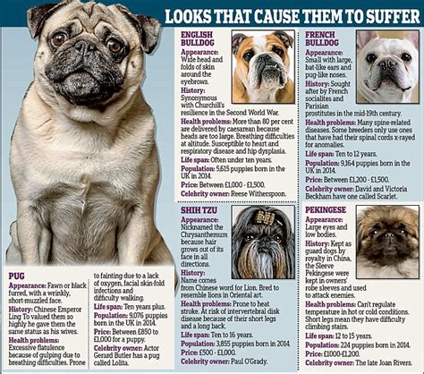 We haven't treated anything so it would have to be what is already on it. Why pugs and bulldogs have flat faces | Daily Mail Online