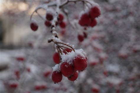 Free Images Tree Nature Branch Blossom Snow Cold Winter Plant