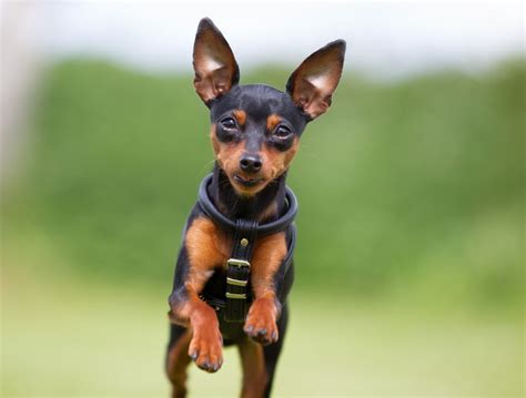 12 Of The Worlds Smallest Dog Breeds Dog Breeds Mini