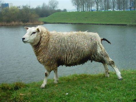 Mengenal 51 Jenis Domba Lokal Dan Dunia Terlengkap Panduan Dan Tips