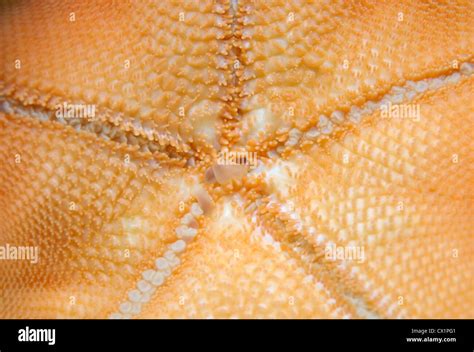 Asterina Pectinifera Estrella De Mar Fotografías E Imágenes De Alta