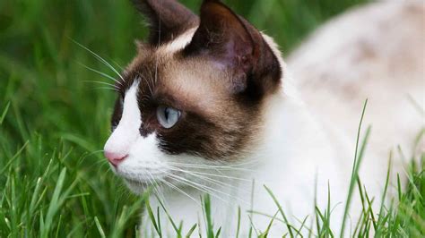 Snowshoe Cat Breed Information Center A Complete Guide