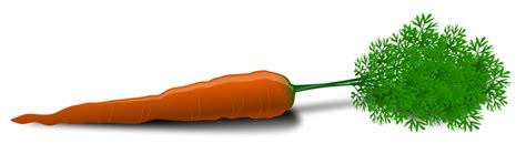 Carrot | Free Stock Photo | Illustration of a carrot | # 15176