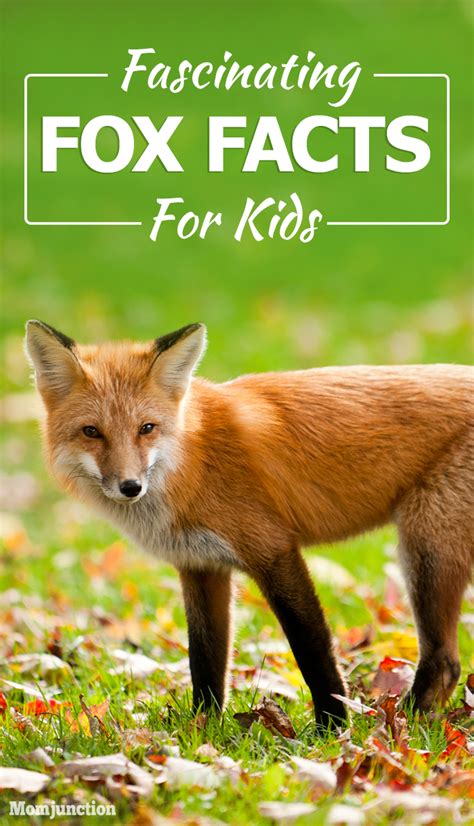 Jun 24, 2020 · i found one yesterday and looked it up on the internet. Fascinating Facts And Information About Fox For Kids