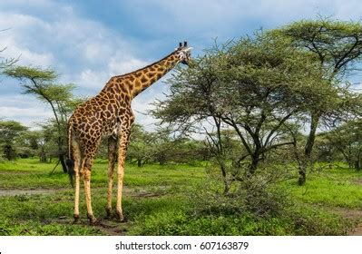 Giraffe Eating Acacia Tree Leaves Serengeti Foto De Stock