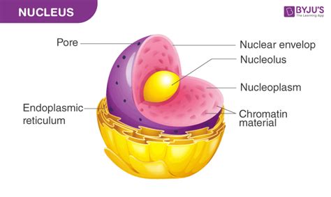 The Most Important Organelle The Nucleus Elink