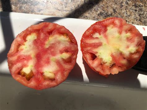 Tomato Varieties Differ In Susceptibility To Internal White Tissue