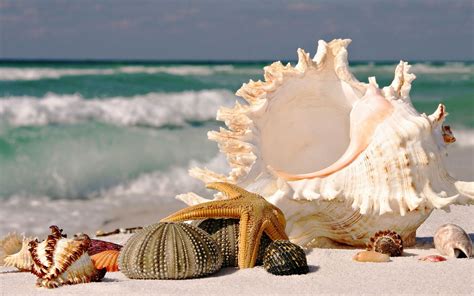 Shells On The Beach Sea Shells Beach Wallpaper Wallpaper Pictures