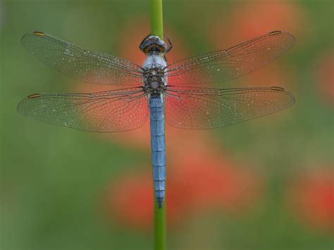 Orthetrum Coerulescens Juzaphoto