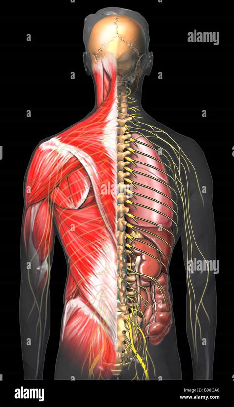 Male Torso Muscle Anatomy