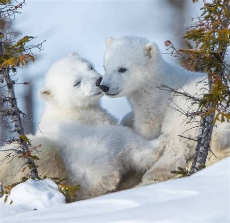 Polar Bear Cubs 💕 Polar Bear Cute Animals Animals