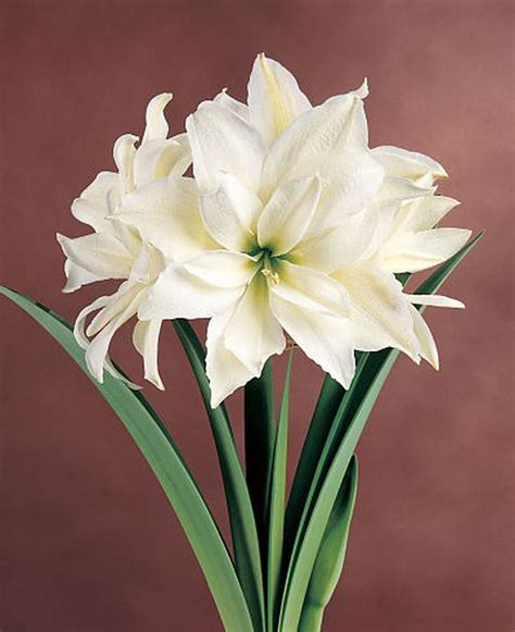 Plants To Know And Grow Amaryllis