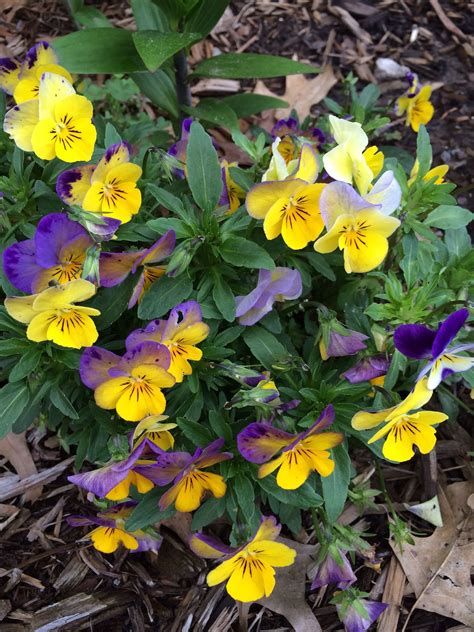 You can look at the address on the map. My pretty Johnny jump ups | Evening primrose flower ...