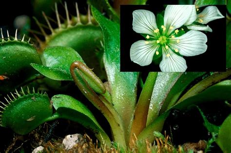 Comprar Plantas Carnívoras Dionaea Muscipula Guía De La Planta ⚡