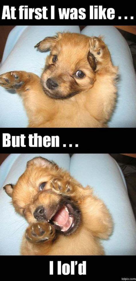 Lol Pics Lol Lol Pup Threadbombing Lol Animal Jokes Funny